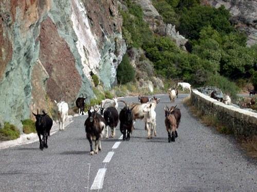 A Rena D'Oru Sagone (Corsica) Exterior photo